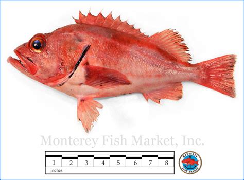 Blackgill Rockfish Monterey Fish Market Seafood Index — Monterey Fish