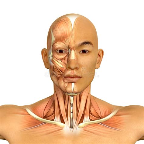 3d Asian Male Model Face And Neck Muscles Anatomy Stock Illustration