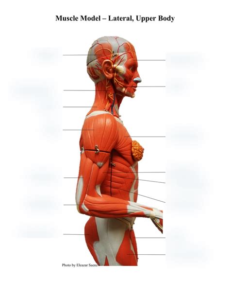 Muscle Model Lateral Diagram Quizlet