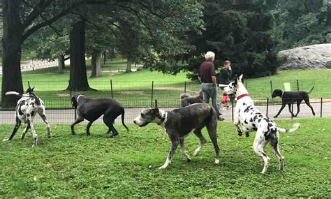 Where Can I Find An Off Leash Dog Park In New York City Urban Dog