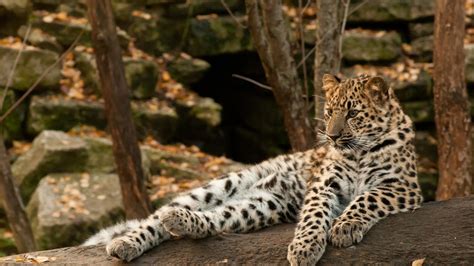 Petition · Help The Endangered Amur Leopards ·