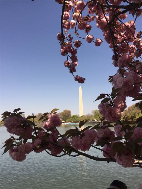 Cherry Blossoms And Washington Monument Smithsonian Photo Contest