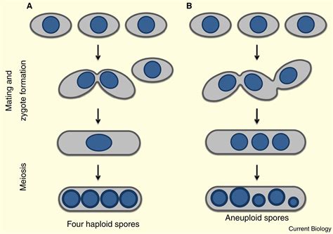 Sexual Reproduction Preventing Re Fertilization In Fission Yeast Current Biology