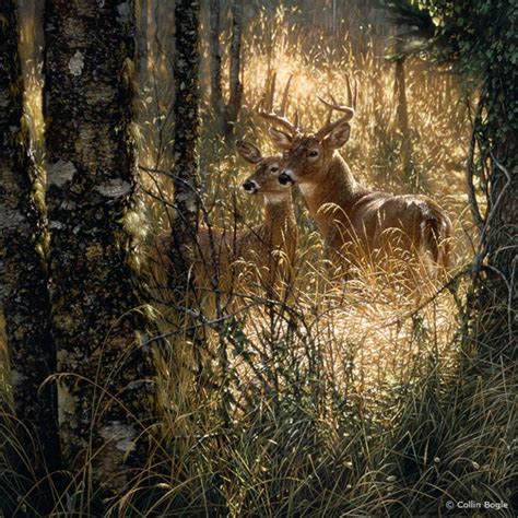 Beautiful Realistic Wildlife Paintings By Collin Bogle