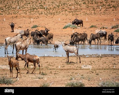 Animals Gathering At A Busy Watering Hole In Southern African Savanna
