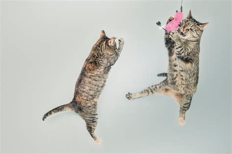 How High Can Cats Jump And Fall Safely I Love My Sweet Cats