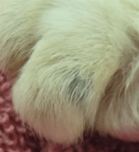 Apocrine Cysts Blue Lumps On The Skin And Ears Of Cats Tails And Tips