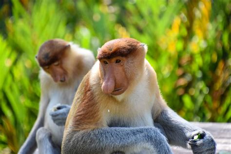 Le Scimmie Con La Proboscide Del Borneo Miry Giramondo