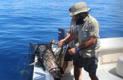 Nuevo Caso De Pesca Ilegal En La Isla Del Coco En Costa Rica Ocean Sentry