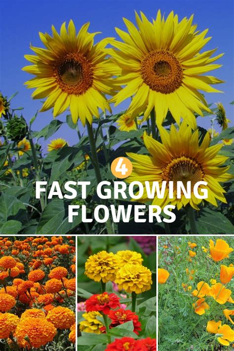 Which Flowers Grow The Fastest Try These For Fast Results Gardening