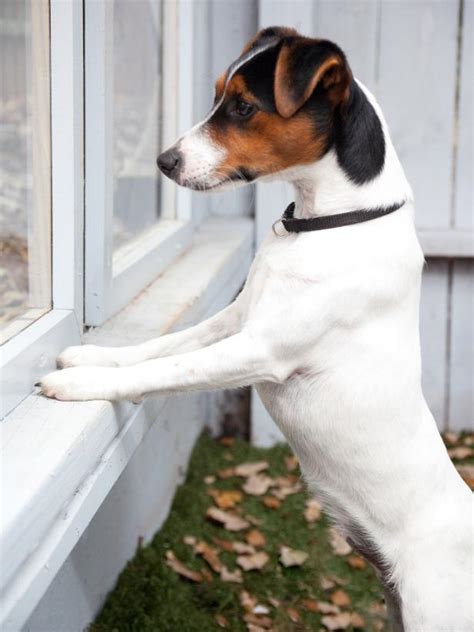 I attached metal screening with heavy duty staples and screws and washers at each corner. For the Dogs: How to Add a Peekaboo Window in a Fence | DIY