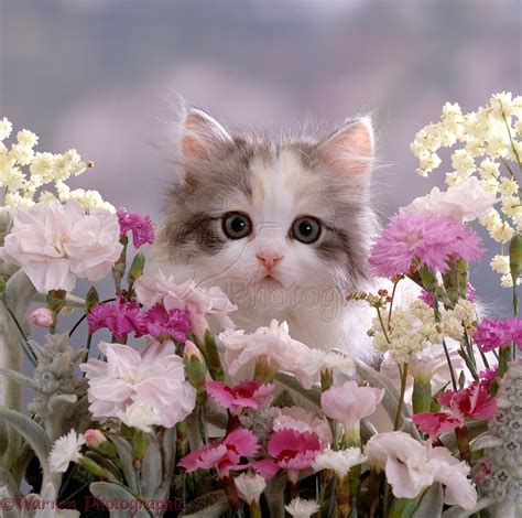 Kitten Among Flowers Photo Wp15911