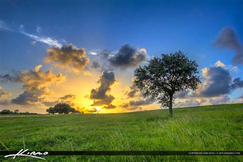 Grassy Hill Lone Tree At Sunset Dyer Park Royal Stock Photo