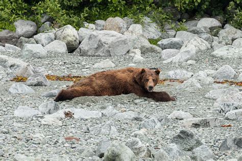 Grizzly Bear Napping On The Beach Stock Photo Download Image Now Istock