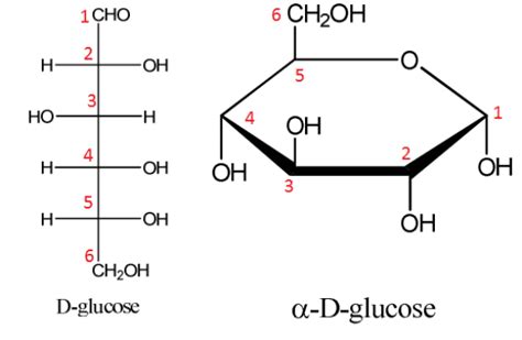 Biochemistry 2280a Lecture Notes Fall 2018 Lecture 10 Hexose