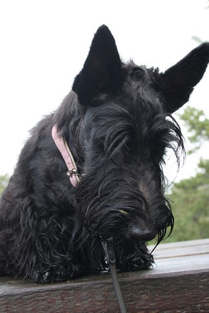 What Is That The Ever Inquisitive Scottie Cairn Terrier Terrier