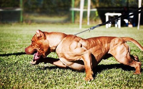Она, кстати, по формату полный аналог tdfc. TOP 10 BEST FIGHTING DOGS IN THE WORLD 2017