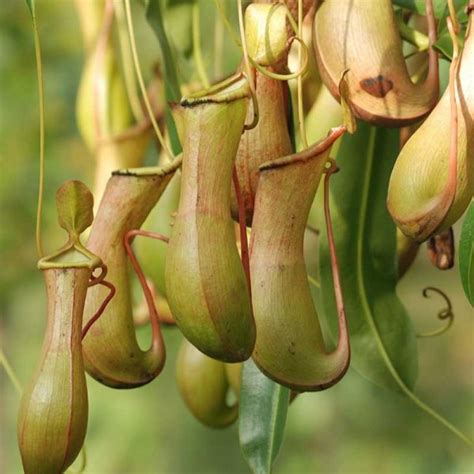 Pitcher Plant Plant Species The Good Earth Garden Center