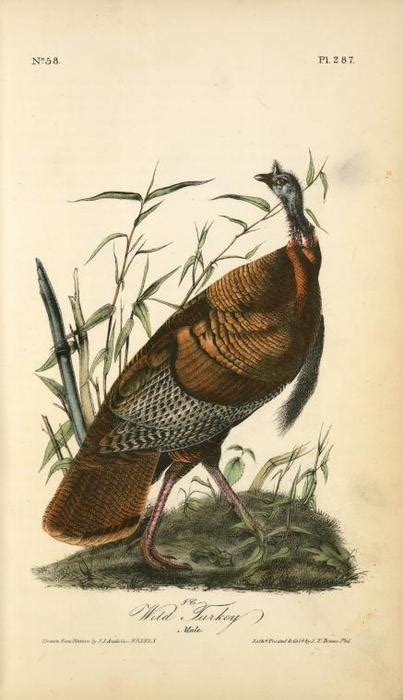 artwork replica wild turkey male by john james audubon 1785 1851 haiti