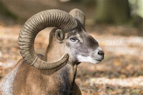 European Mouflon Ovis Orientalis Musimon Photo12 Imagebroker