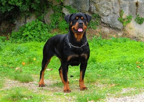 Are Rottweilers Good Guard Dogs Pet Keen