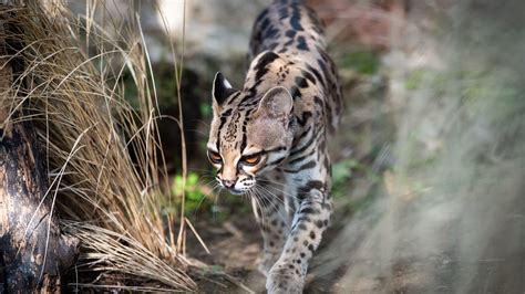 Pet Ocelot Anna Blog