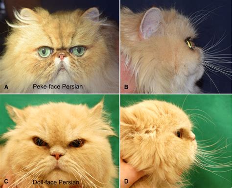 Fig 1 Comparison Of Head Phenotype Of The Peke Face 7 Years Old Male