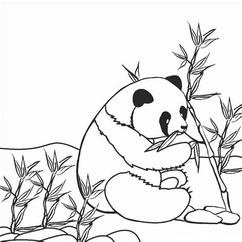 Panda Lucu Makan Bambu