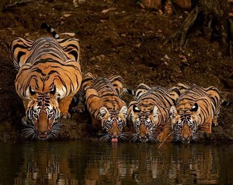 Psbattle Mama Tiger And Her Cubs Rphotoshopbattles
