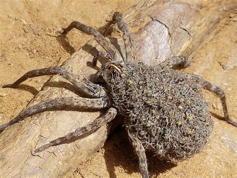 Wolf Spider With Babies On Its Back