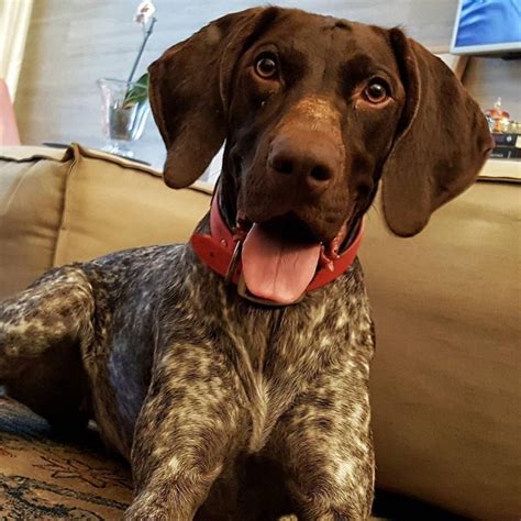 German Shorthaired Pointer Puppies For Sale Near Me