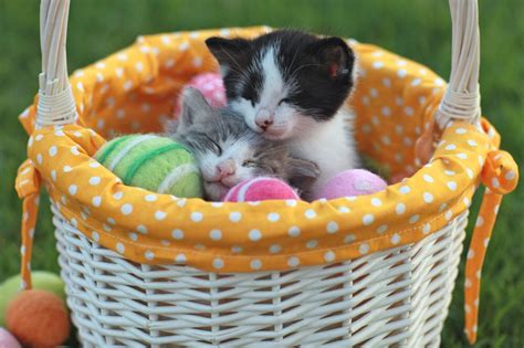 Easter Kittens In Basket Cats And Kittens Cat Care Kittens
