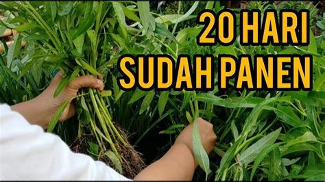 Dengan perawatan yang rendah dan tanaman yang beragam, taman pondok bisa menjadi ide lanskap taman terbaik untuk halaman depan rumah anda. Menanam Sendiri Sayuran di Depan Rumah - YouTube