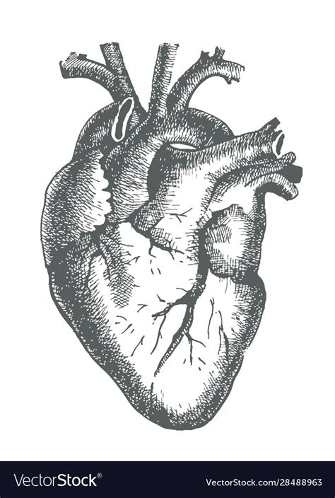 Hand Drawn Line Art Anatomic Human Heart Vector Image