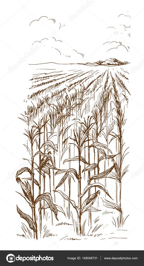 Corn Field Drawing At Getdrawings Free Download