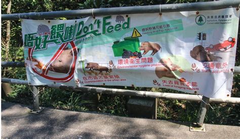 Man attacked by wild boar while walking in Hong Kong country park | The Star