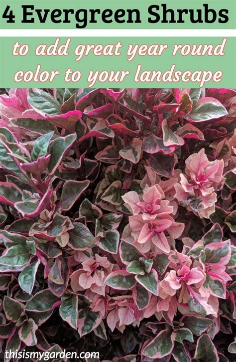 4 Evergreen Shrubs To Add Year Round Color To Your Landscape