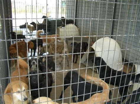 Animals Abandoned Rejected And Hoarded By No Kill Shelters All