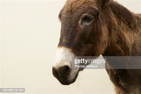Jerusalem Donkey Closeup High Res Stock Photo Getty Images
