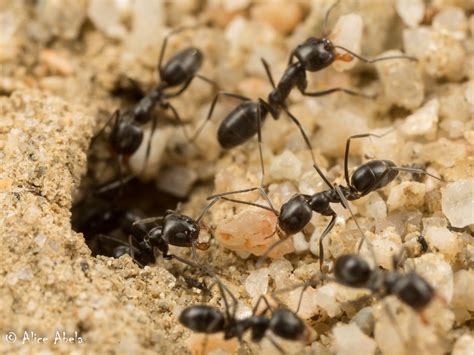 Pyramid Ant Dorymyrmex Insanus Carrizo Plain Ecological Flickr