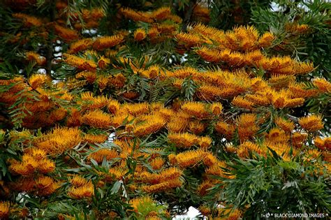 A very tall, native tree with furrowed grey bark often cultivated as an ornamental. B I R C H s e e d -- printed by hand: Q: what does a ...