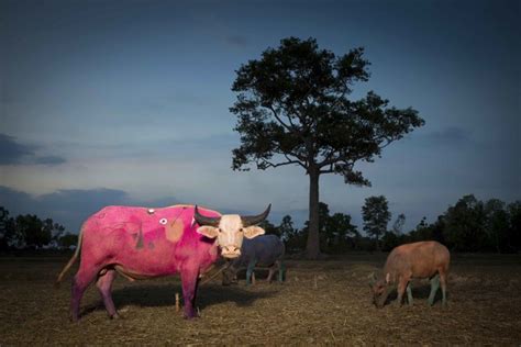 Maitree Siriboon | Pink Miro - Save Thai Bufalo series (2015) | Artsy