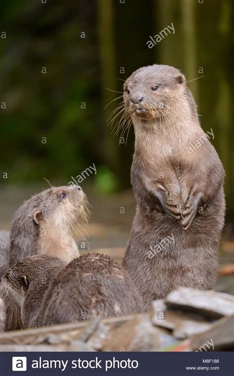 Portrait Of An Asian Short Clawed Otter Holdng A Rock Stock Photo Alamy