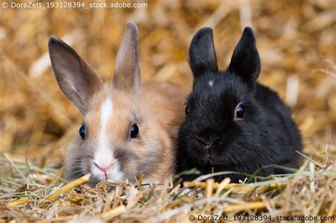 Kaninchenrassen Im Überblick Alle Infos Und Details