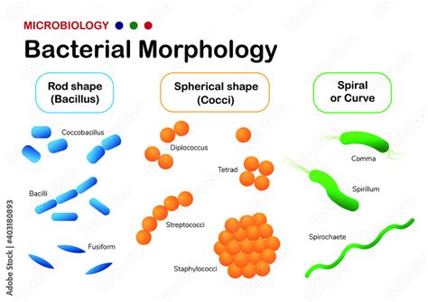 Vecteur Stock Microbiology Diagram Show Bacterial Morphology Coccus