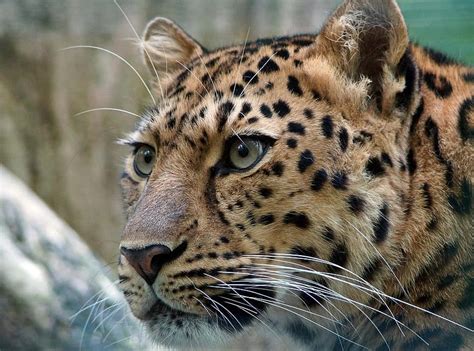 Leopard Amur Cat Cats Eye Wildcat Big Cat Attention Primorje