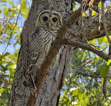 Barred Owlhoot Owl Project Noah