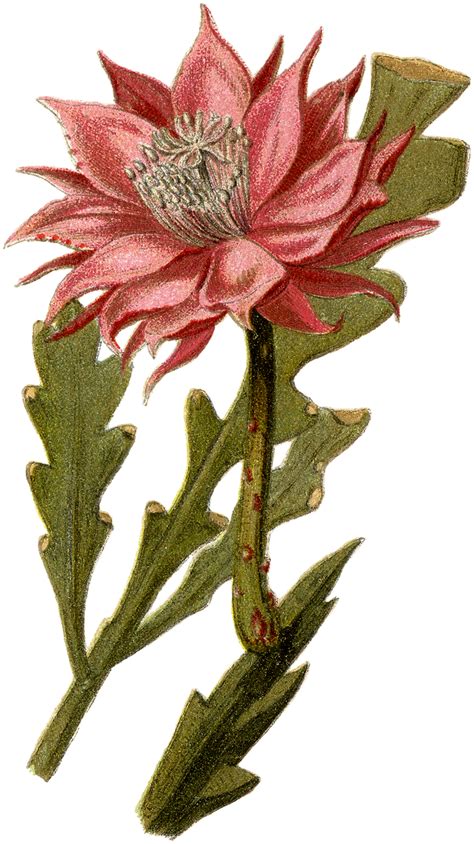 It is one of the most commonly sold indoor cacti because of its popularity among beginners. 7 Succulents and Cactus Images! - The Graphics Fairy