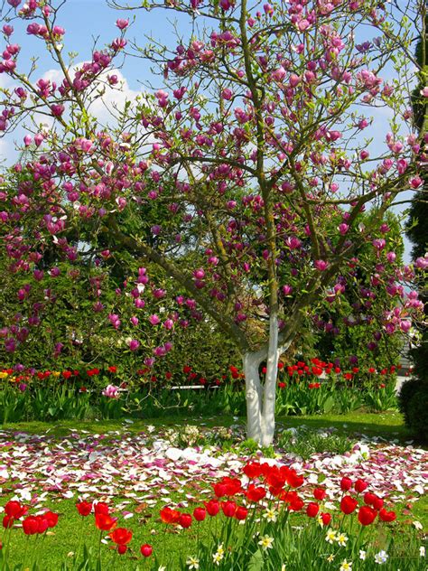 Thetreecenter.com has been visited by 10k+ users in the past month Sacramento Landscaping: Deciduous Tree Recommendations ...