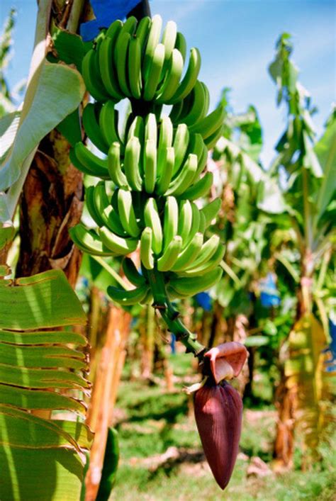 A banana plant ( musa spp.) takes its time and is in no hurry to rush its luscious flower into maturity and fruit. Banana Tree Facts | Trees to plant, Grow banana tree ...